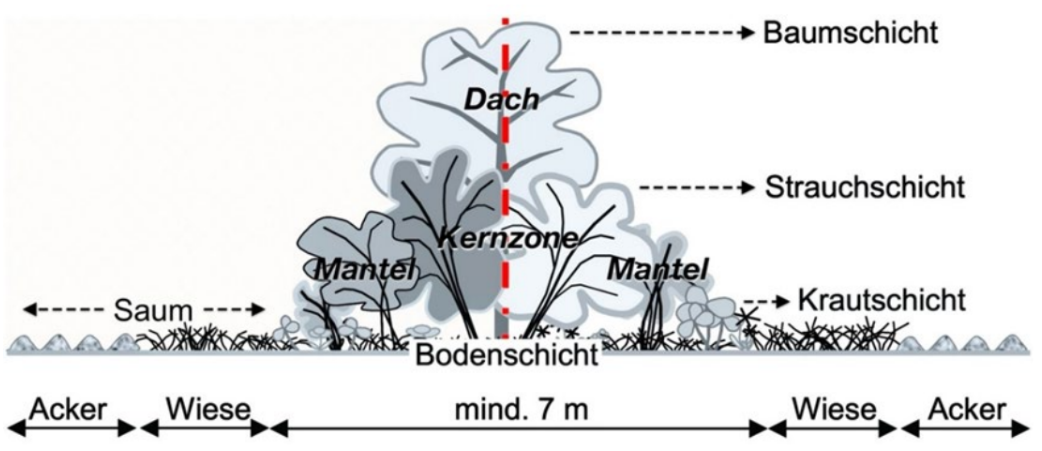 Schematische Hecken-Querschnitt: Baum-, Strauch- und Krautschicht zwischen Acker und Wiese.